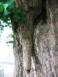 厚木熊野神社の気根です。05.06.06.